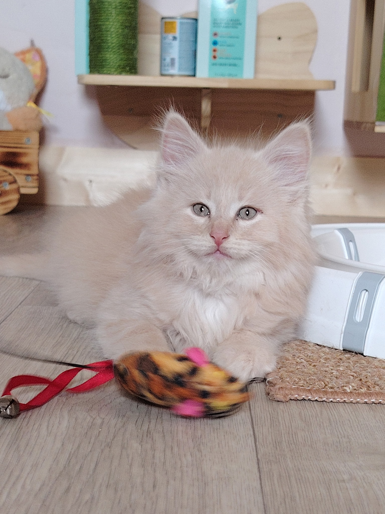 Bao Baloo BFreya Brooklyn Bagheera — photo 2