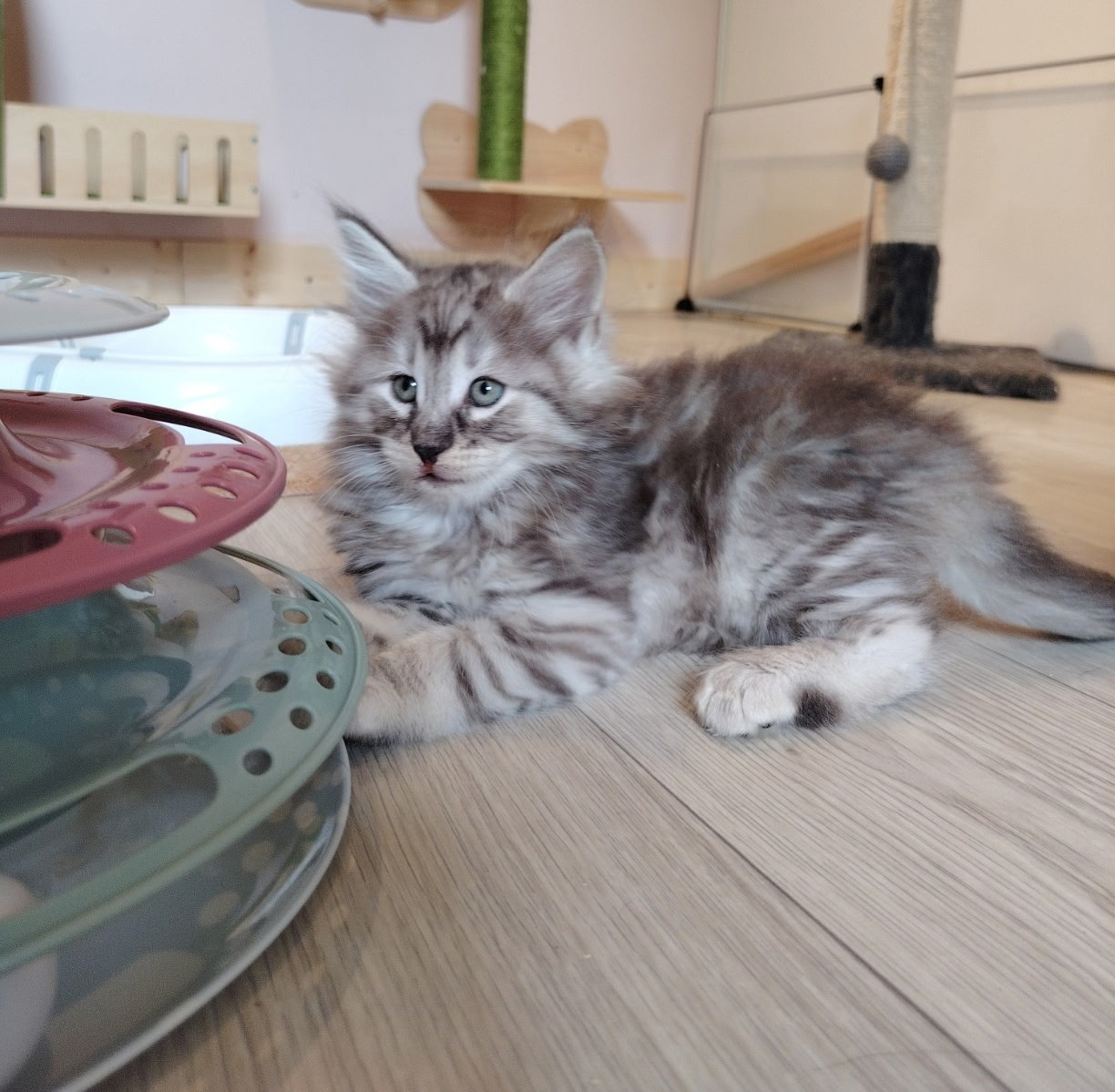 Bao Baloo BFreya Brooklyn Bagheera — photo 3